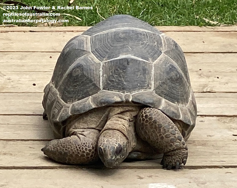 Aldabra Tortoise&nbsp;(Aldabrachelys gigantea) photographed at the Gorge Wildlife Park, South Australia